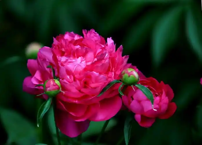 富贵芍药,群芳之相