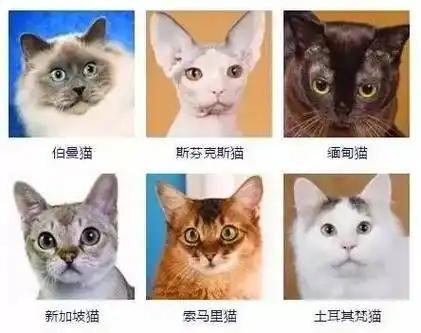 猫咪品种大全