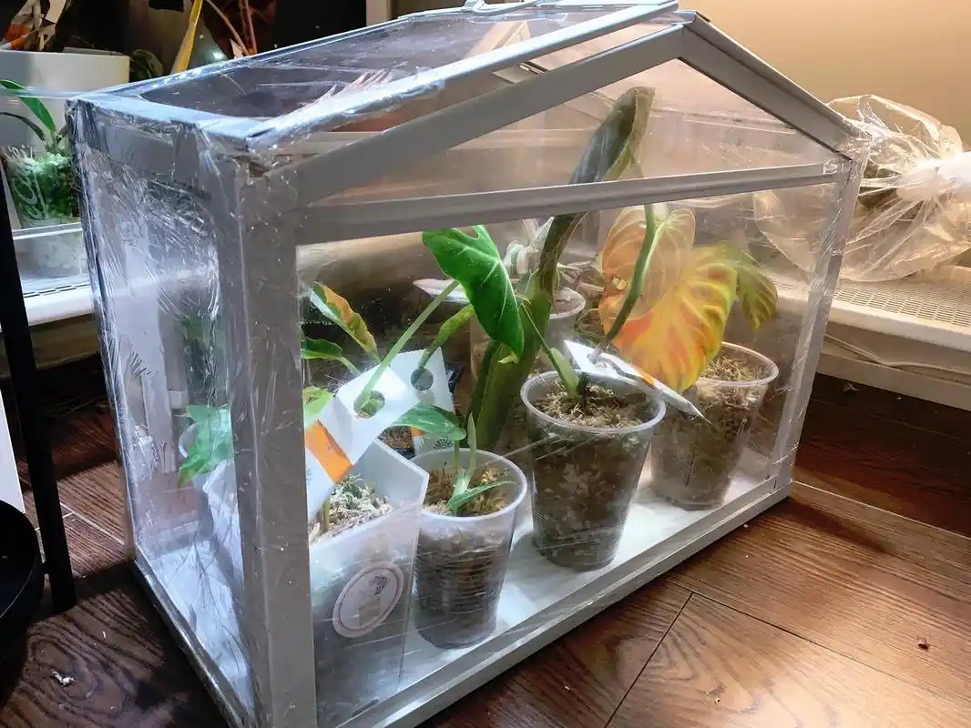 自制热植小温室的四种方法 家里没有绿植柜,但是热植宝宝又很需要高