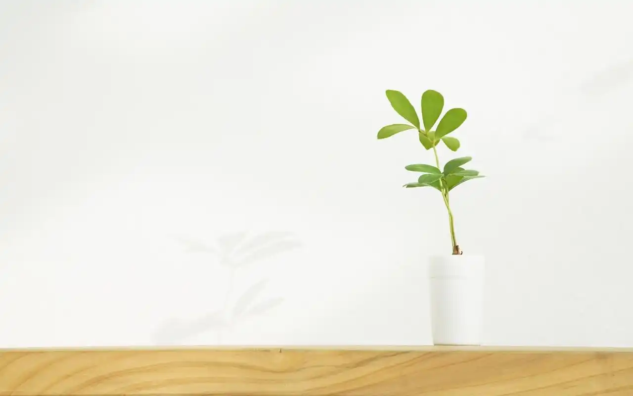 小清新唯美花朵高清桌面壁纸第二辑