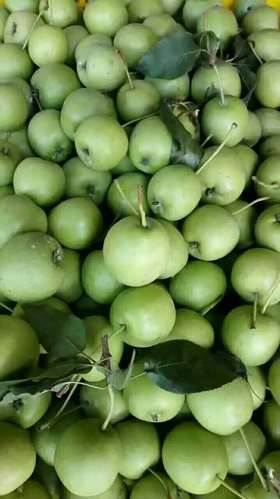 广西特产2017年新鲜山楂果水果野生青皮山楂子开胃果五斤起包邮