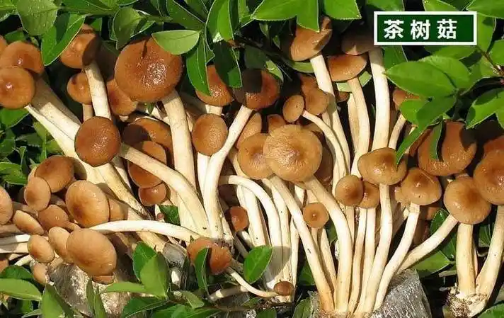 茶树菇和榛蘑是一样的吗有什么区别