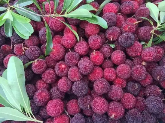 宁波本地最早的一批杨梅即将成熟!邀你免费摘杨梅喽