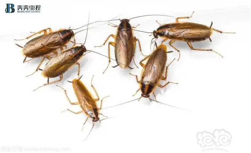 美洲大蠊和黑胸大蠊可达4cm左右德国小蠊普遍2-3cm图六也是南方蟑螂