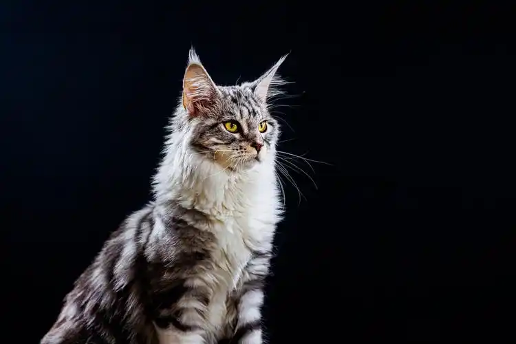 宠物摄影·威武缅因猫 - 秋水阁主人 - 图虫