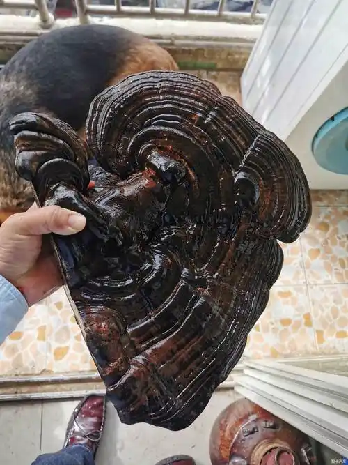 千年木灵芝摆件-爱卡汽车网论坛