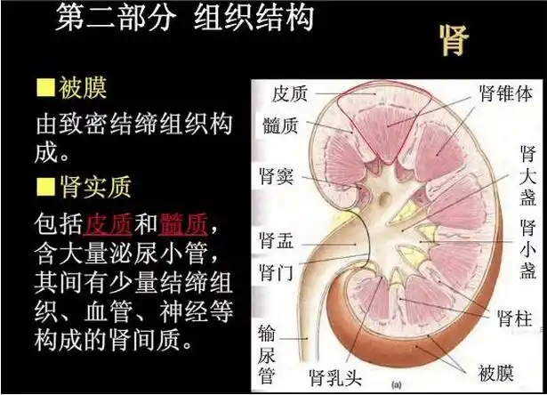 课件肾脏切片he染色讲解