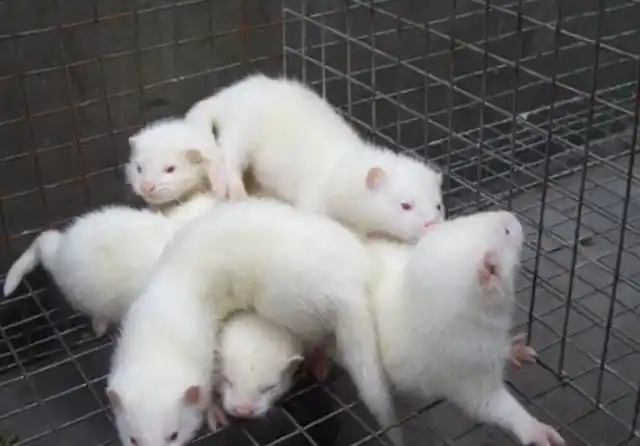 真实探秘貂皮工艺:制作水貂衣服并不难,但得从养貂开始