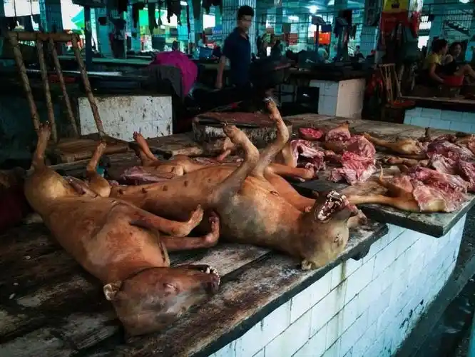 广西玉林:狗肉一条街