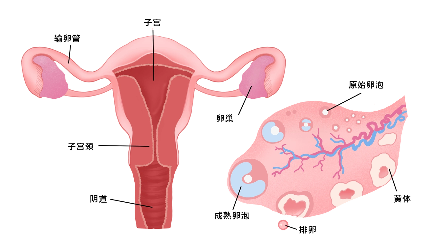综合征|这4个因素会导致卵巢功能衰退,每位女性都要注意