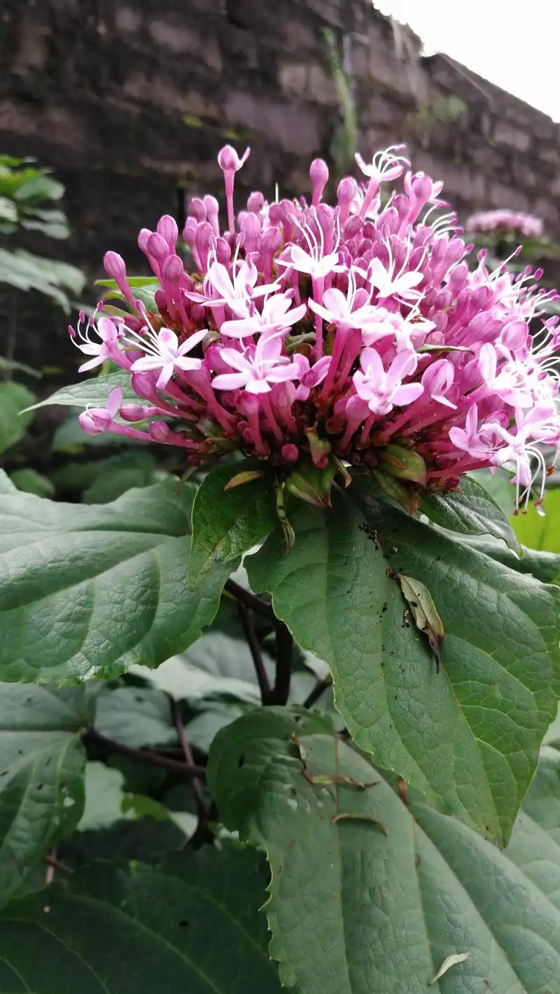 臭茉莉花,花艳,名不雅!