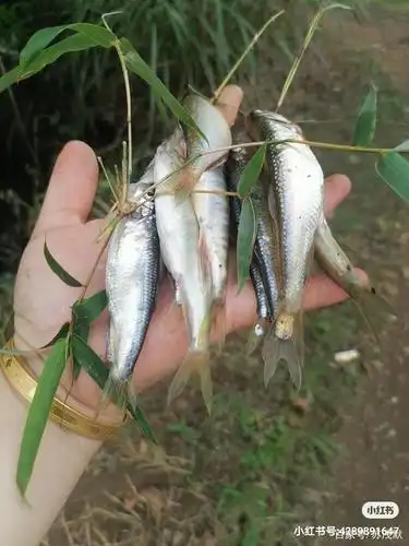 小鱼身上的麟很漂亮!距离上次在老家捕鱼还是好多好多年前呢!