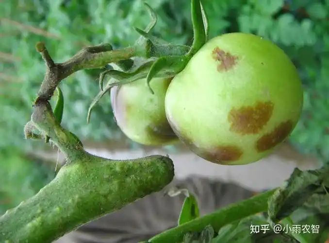 早疫晚疫病不同如何区分