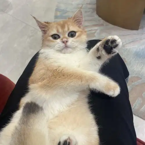 分不清11色or12色金渐层幼猫