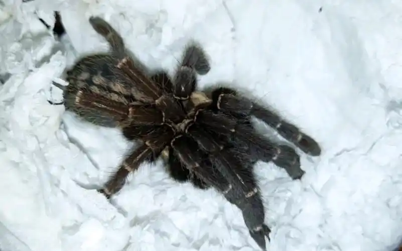 无趣的土蜘蛛开箱