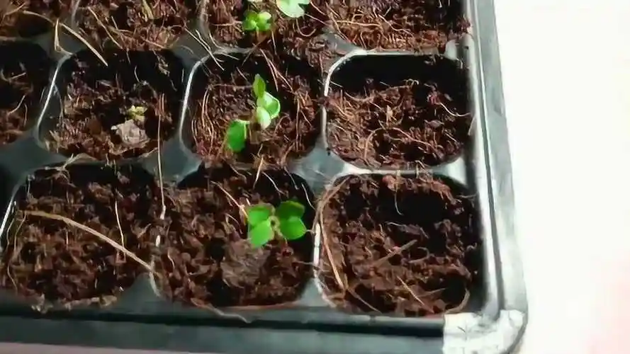 凌霄花种子发芽#生活窍门# _腾讯视频