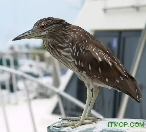 夜游鸟极品叫声mp3 免费版