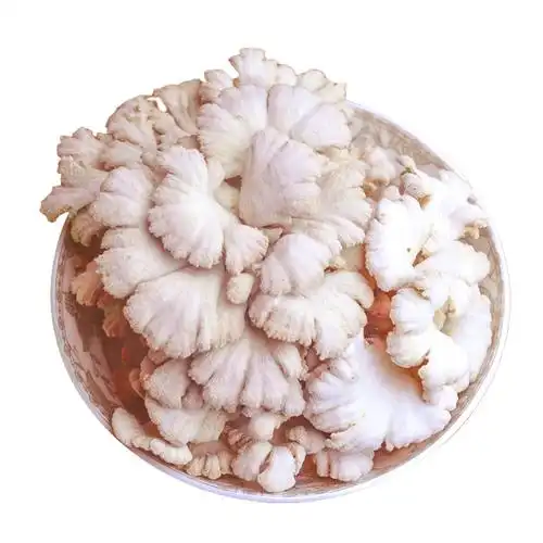 新鲜白参菌 云南山珍 炒拌蒸家宴美食 现摘现发 航空冷链直达