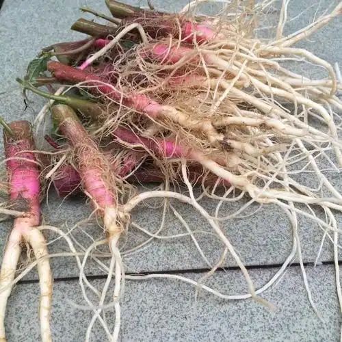 野生刺苋菜头刺苋菜