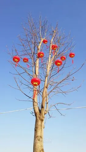 树上挂着红灯笼