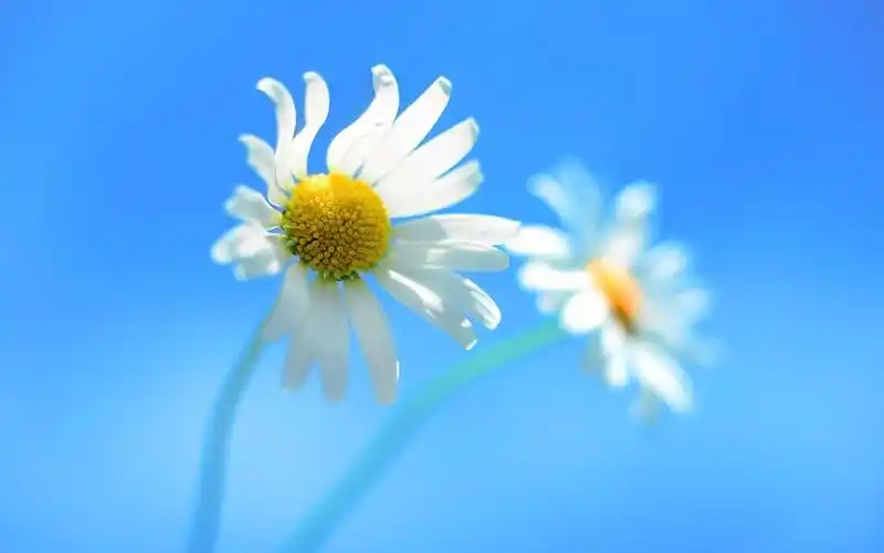 清新淡雅唯美花卉图片桌面壁纸