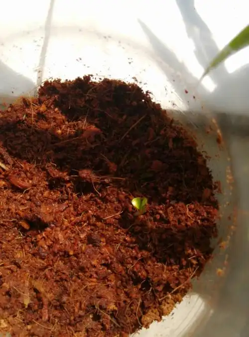 蔷薇发芽多久开始施肥?急