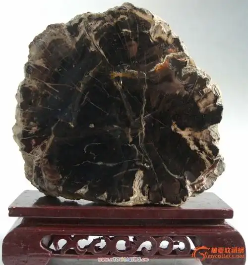 带凤尾状年轮的树化石