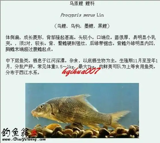淡水鱼类图谱大全三