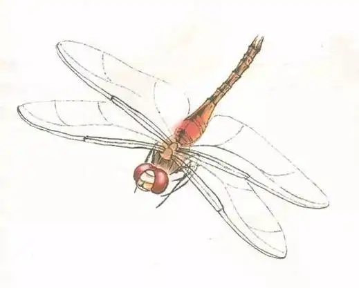 技法| 工笔画草虫之--蜻蜓画法