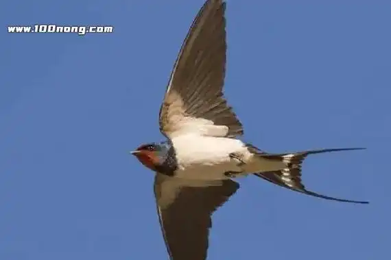 皮燕子是啥意思,直播水友/人体器官(泛指魄门) — 百浓网