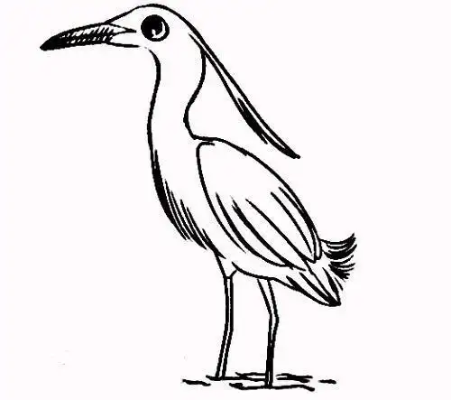 彩色飞着的白鹭简笔画怎么画好看白鹭简笔画飞行画法教程怎么画白鹭钓