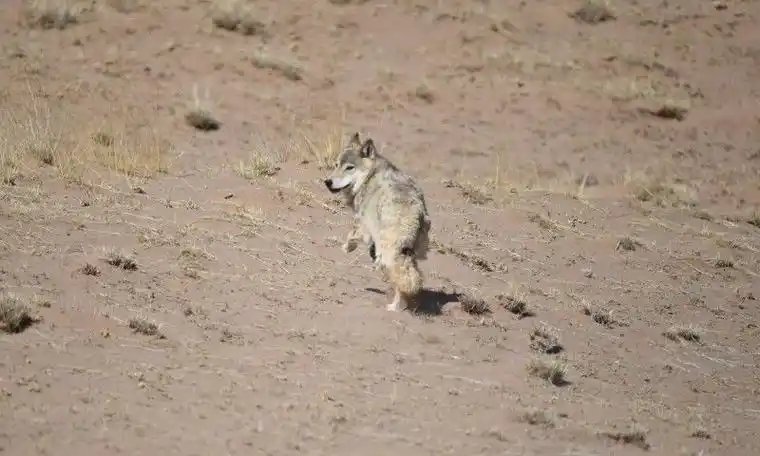 盐池湾动物狼canislupus