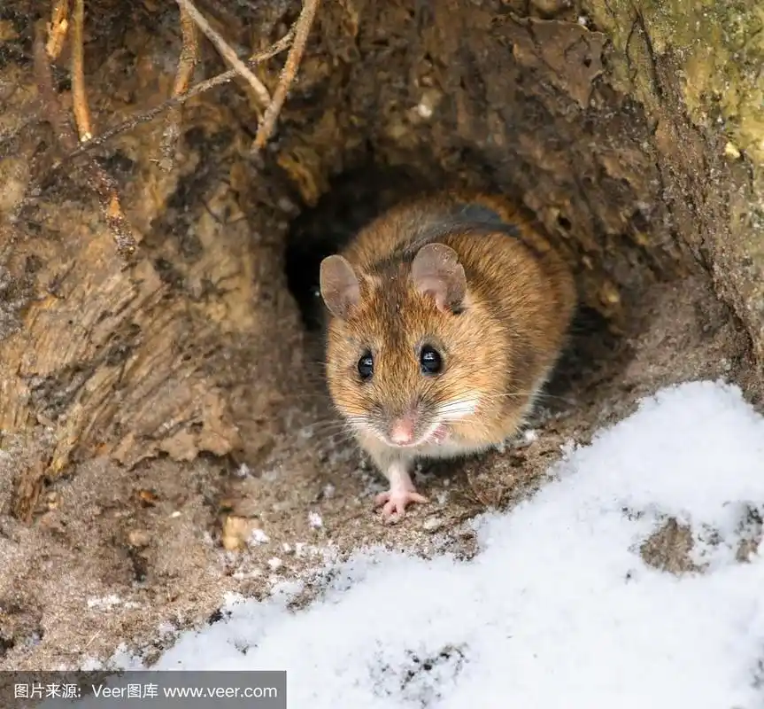 洞里的老鼠