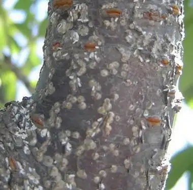 桃桑白蚧图册_百度百科