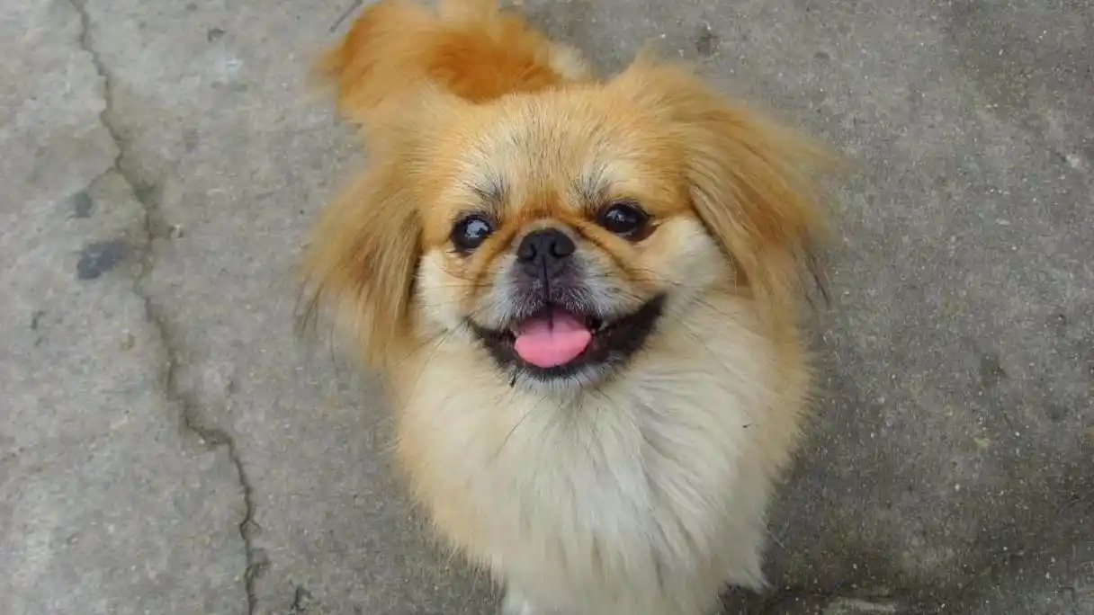 为什么现在大家都不养京巴狗了?看完心情复杂