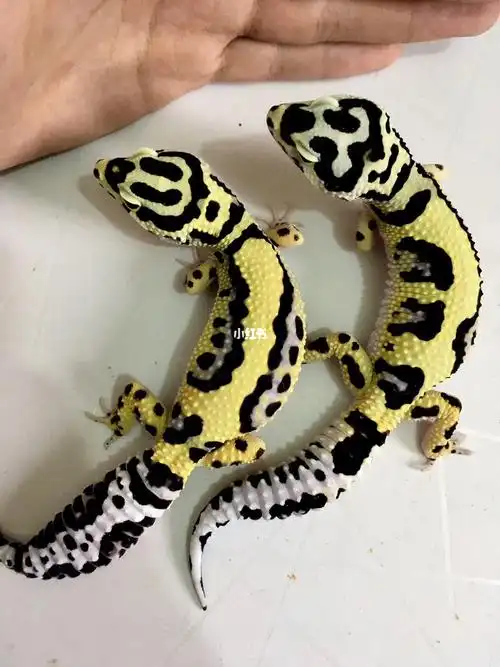 豹纹守宫品系——土匪