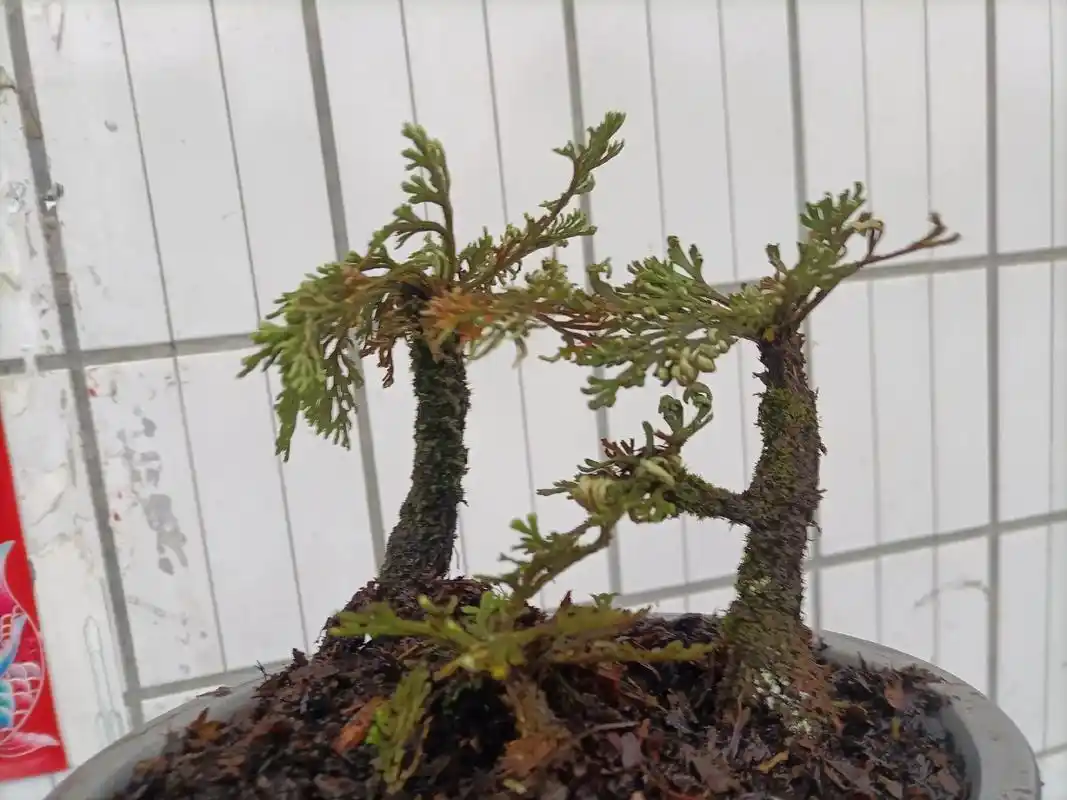 学名卷柏曾用名还魂草九死一生草打不死的李逵石岩草千年不死草