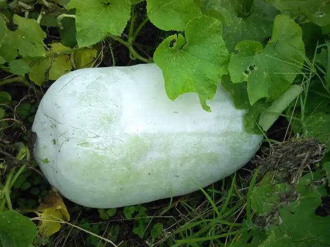 种植冬瓜要注意什么,冬瓜采收时间和注意事项