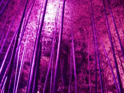 谁帮我做一张好的紫竹林图片.