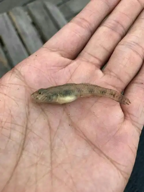 子陵吻鰕虎鱼(学名:rhinogobius giurinus)为鰕虎鱼科吻鰕虎鱼属的