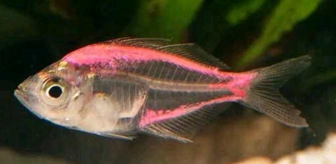 "透可见骨"玻璃鱼,作为观赏鱼饲养的那些门道儿