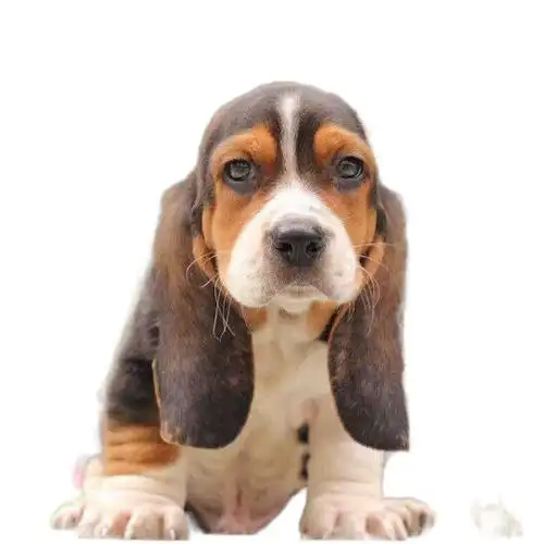 可爱吉度猎犬大耳朵幼犬健康纯种包邮宠物狗出售狗狗