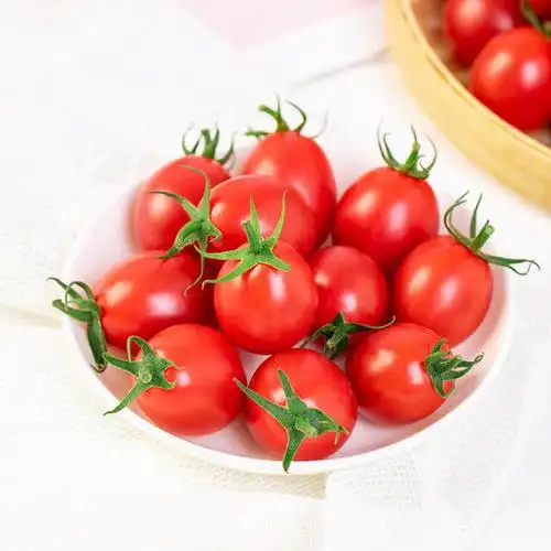电白阳光沙地小番茄脆甜爆汁4斤装新鲜采摘顺丰到家