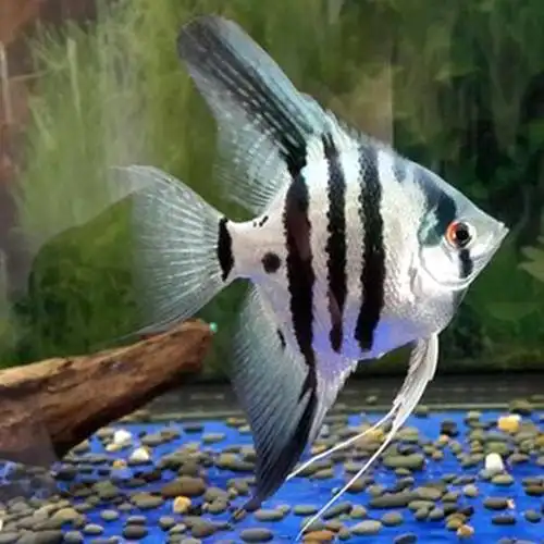 3-4cm蓝魔鬼神仙燕鱼活体小型淡水热带观赏鱼水族宠物鱼渔场批发