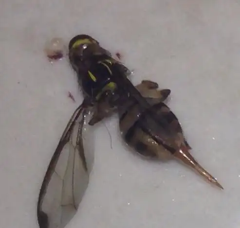 有谁知道这是啥,像苍蝇又像蜜蜂!有毒吗?