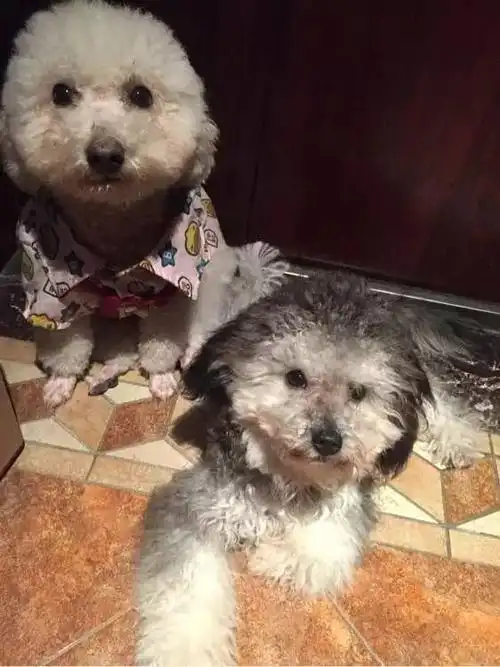 雪纳瑞和比熊生出的混血,绝对狗界美男子