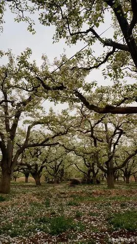 走进四月,走进你,走进百年梨树园