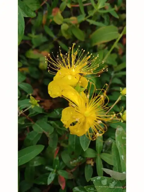 金丝桃花型有点像最近常刷到的曼珠沙华