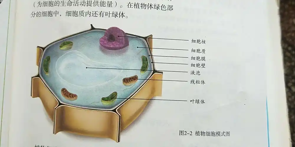 识记植物细胞模型结构