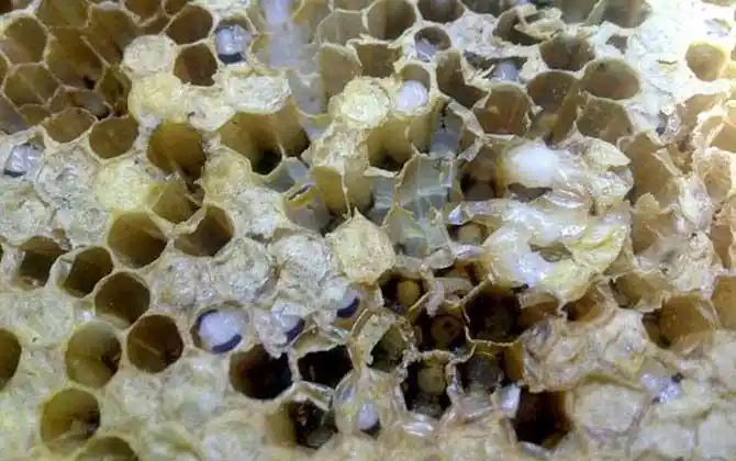 中蜂白头蛹怎么防治有效?